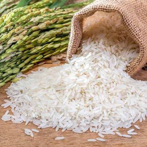 برنج شیرودی