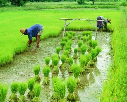 برنج کشت اول
